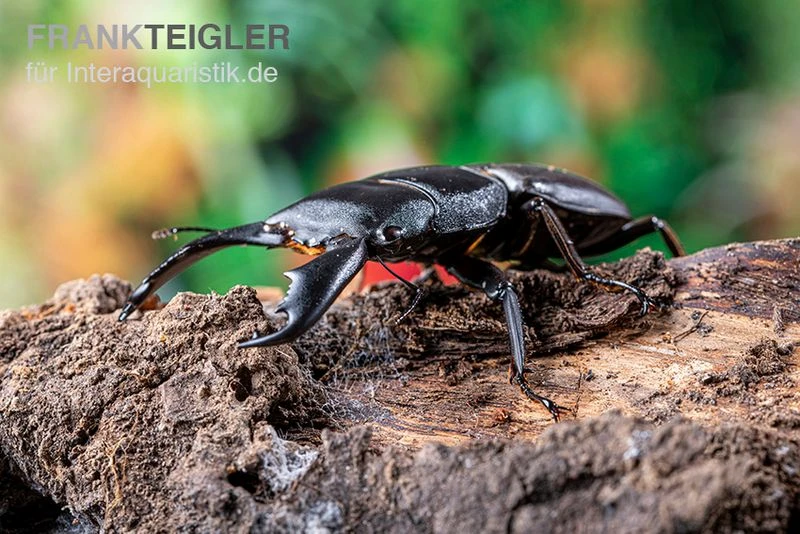 Sumatra-Panzerkopfkäfer, Dorcus Titanus Sumatra 5 Sumatra-Panzerkopfkäfer, Dorcus Titanus Sumatra - Image 3