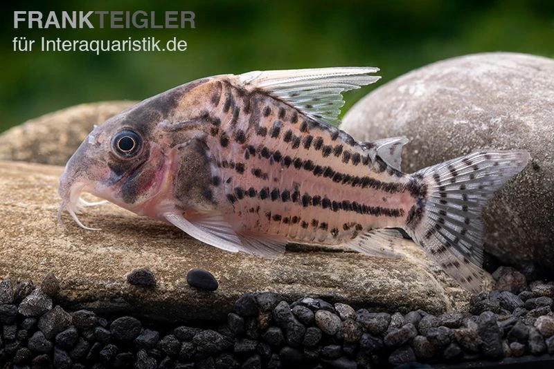 Super-Schwartz Panzerwels, Corydoras Sp. „Super Schwartzi Highfin“ CW 28 3 Super-Schwartz Panzerwels, Corydoras Sp. „Super Schwartzi Highfin“ CW 28
