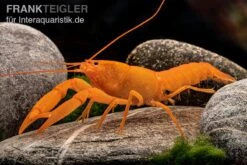 Superorangener Aprikosenkrebs, Cherax Cf. Holthuisi -AQUATLATI Geschaft Superorangener Aprikosenkrebs Cherax cf holthuisi 05