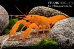 Superorangener Aprikosenkrebs, Cherax Cf. Holthuisi -AQUATLATI Geschaft Superorangener Aprikosenkrebs Cherax cf holthuisi 07