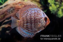 Diskusfisch ASIA-NZ, Symphysodon Discus Blue Dragon