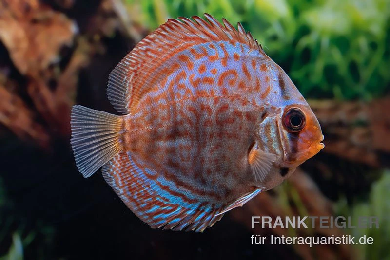 Diskusfisch ASIA-NZ, Symphysodon Discus Blue Dragon 4 Diskusfisch ASIA-NZ, Symphysodon Discus Blue Dragon - Image 2