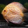 Diskusfisch ASIA-NZ, Symphysodon Discus Checkerboard -AQUATLATI Geschaft Symphysodon aequifasciatus Checkerboard 2