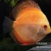 Diskusfisch ASIA-NZ, Symphysodon Discus Pigeon Pearl -AQUATLATI Geschaft Symphysodon aequifasciatus Pigeon Pearl 8