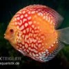 Diskusfisch ASIA-NZ, Symphysodon Discus Red Magic 1 Diskusfisch ASIA-NZ, Symphysodon Discus Red Magic -AQUATLATI Geschaft Symphysodon aequifasciatus Red Magic