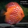 Diskusfisch ASIA-NZ, Symphysodon Discus Red Stone (Fire Stone) -AQUATLATI Geschaft Symphysodon aequifasciatus Red Stone