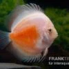 Diskusfisch ASIA-NZ, Symphysodon Discus Red White -AQUATLATI Geschaft Symphysodon aequifasciatus Red and White 8
