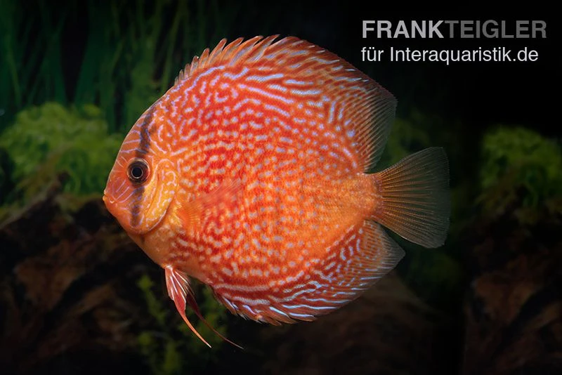 Diskusfisch ASIA-NZ, Symphysodon Discus Leopard Snakeskin (Red Spotted Snake) 4 Diskusfisch ASIA-NZ, Symphysodon Discus Leopard Snakeskin (Red Spotted Snake) – Bild 2