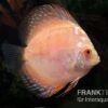 Diskusfisch ASIA-NZ, Symphysodon Discus White Scorpion -AQUATLATI Geschaft Symphysodon aequifasciatus White Scorpion 2