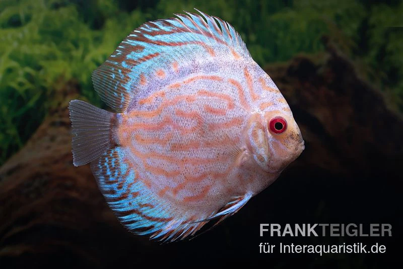 Diskusfisch ASIA-NZ, Symphysodon Discus White Scorpion 4 Diskusfisch ASIA-NZ, Symphysodon Discus White Scorpion - Image 2