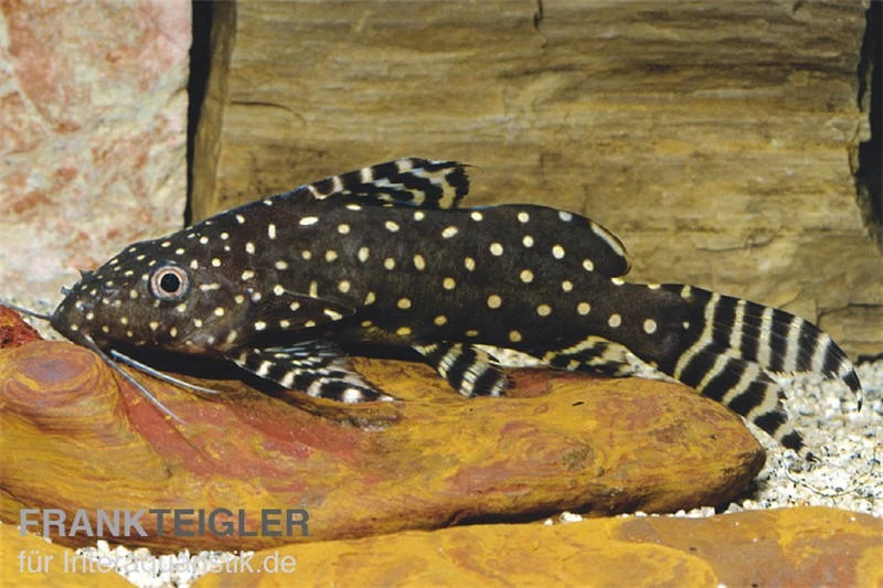 Perlhuhnwels, Synodontis Angelicus 3 Perlhuhnwels, Synodontis Angelicus