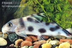Pracht-Fiederbartwels, Synodontis Decorus -AQUATLATI Geschaft Synodontis decorus