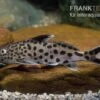 Vielpunkt-Kuckuckswels, Synodontis Multipunctatus -AQUATLATI Geschaft Synodontis multipunctatus