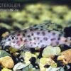 Kamerun-Fiederbartwels, Synodontis Velifer -AQUATLATI Geschaft Synodontis velifer