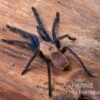 Tarantula, Ornithoctonus Sp. "Thailand" XL 1 Tarantula, Ornithoctonus Sp. "Thailand" XL -AQUATLATI Geschaft Tarantula Ornithoctonus sp Thailand 1