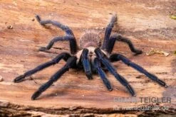 Tarantula, Ornithoctonus Sp. "Thailand" XL -AQUATLATI Geschaft Tarantula Ornithoctonus sp Thailand 3