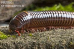 Westafrikanischer Tausendfüßer, Telodeinopus Assiensis -AQUATLATI Geschaft Telodeinopus assiensis westafrikanischer Tausendfue