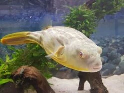 Nilkugelfisch, Tetraodon Fahaka (lineatus) 10 Nilkugelfisch, Tetraodon Fahaka (lineatus) -AQUATLATI Geschaft Tetraodon fahaka 1