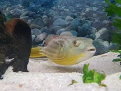 Nilkugelfisch, Tetraodon Fahaka (lineatus) 12 Nilkugelfisch, Tetraodon Fahaka (lineatus) -AQUATLATI Geschaft Tetraodon fahaka 3