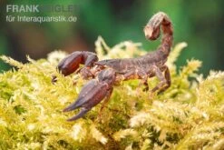 Thailand Zwergskorpion, Chaerilus Sp. Thailand -AQUATLATI Geschaft Thailand Zwergskorpion Chaerilus sp Thailand 3