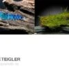Tiger-Bundle: 10 X Blaue Tigergarnele, Caridina Cf. Cantonensis + Portion Javamoos 1 Tiger-Bundle: 10 X Blaue Tigergarnele, Caridina Cf. Cantonensis + Portion Javamoos -AQUATLATI Geschaft Tiger Bundle 10 Blaue Tigergarnele Caridina cantone