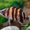 Tigerbarsch, Datnioides Microlepis -AQUATLATI Geschaft Tigerbarsch Datnioides microlepis 2