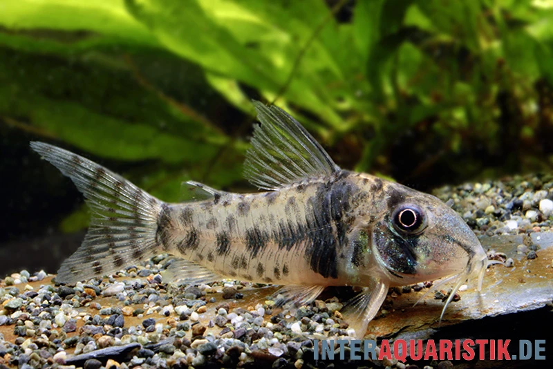 Tigerpanzerwels, Corydoras Orcesi 3 Tigerpanzerwels, Corydoras Orcesi