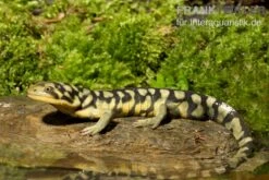 Tigersalamander, Ambystoma Tigrinum Tigrinum -AQUATLATI Geschaft Tigersalamander Ambystoma tigrinum tigrinum1