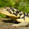 Tigersalamander, Ambystoma Tigrinum Tigrinum -AQUATLATI Geschaft Tigersalamander Ambystoma tigrinum tigrinum2