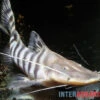 Tigerwels, Merodontotus Tigrinus -AQUATLATI Geschaft Tigerwels Merodontotus tigrinus