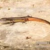 Togo-Skink, Panaspis Togoensis