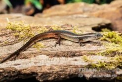 Togo-Skink, Panaspis Togoensis -AQUATLATI Geschaft Togo Skink Panaspis togoensis 3
