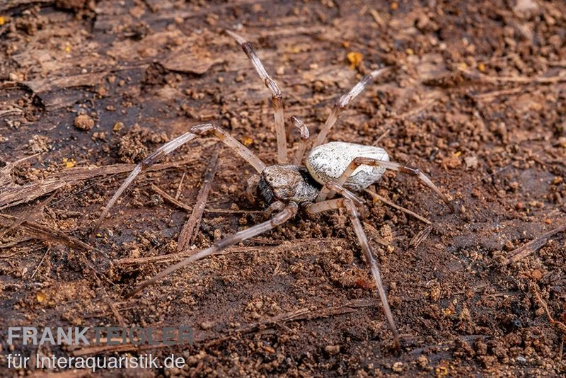 Togo-Wespenspinne, Argiope Sp. Togo 4 Togo-Wespenspinne, Argiope Sp. Togo – Bild 2