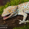 Tokeh, Gekko Gecko -AQUATLATI Geschaft Tokeh Gekko gecko 1