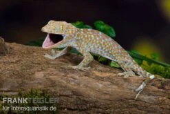 Tokeh, Gekko Gecko -AQUATLATI Geschaft Tokeh Gekko gecko 3