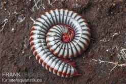 Regenbogentausendfüßer, Tonkinbolus Dollfusi 13 Regenbogentausendfüßer, Tonkinbolus Dollfusi -AQUATLATI Geschaft Tonkinbolus dollfusi 10