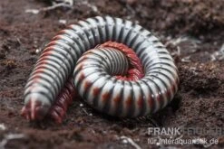 Regenbogentausendfüßer, Tonkinbolus Dollfusi 15 Regenbogentausendfüßer, Tonkinbolus Dollfusi -AQUATLATI Geschaft Tonkinbolus dollfusi 11