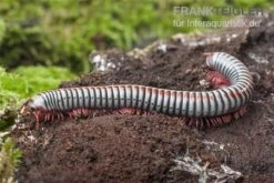 Regenbogentausendfüßer, Tonkinbolus Dollfusi 16 Regenbogentausendfüßer, Tonkinbolus Dollfusi -AQUATLATI Geschaft Tonkinbolus dollfusi 16
