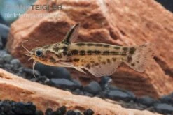 Trugdornwels "Woodcat", Trachelyichthys Exilis -AQUATLATI Geschaft Trachelyichthys exilis 4