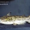 Wurzelwels, Trachelyopterus Galeatus 2 Wurzelwels, Trachelyopterus Galeatus -AQUATLATI Geschaft Trachelyopterus galeatus
