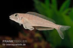 Tanganjika-Traumcichlide, Enantiopus Melanogenys "Kilesa", DNZ