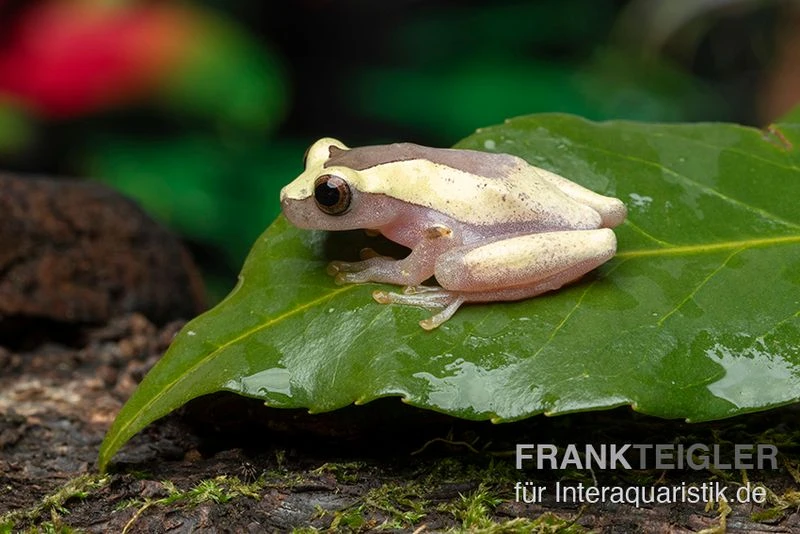 Triangle-Baumfrosch, Dendropsophus Triangulum 4 Triangle-Baumfrosch, Dendropsophus Triangulum – Bild 2