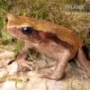 Tropfenkröte, Bufo Guttatus -AQUATLATI Geschaft Tropfenkroete Bufo guttatus 1