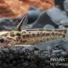 Trugdornwels "Woodcat", Trachelyichthys Exilis -AQUATLATI Geschaft Trugdornwels Woodcat Trachelyichthys exilis