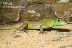 Tüpfelrennechse, Cnemidophorus Lemniscatus -AQUATLATI Geschaft Tuepfelrennechse Cnemidophorus lemniscatus 2