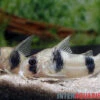 Tukano-Panzerwels, Corydoras Tukano