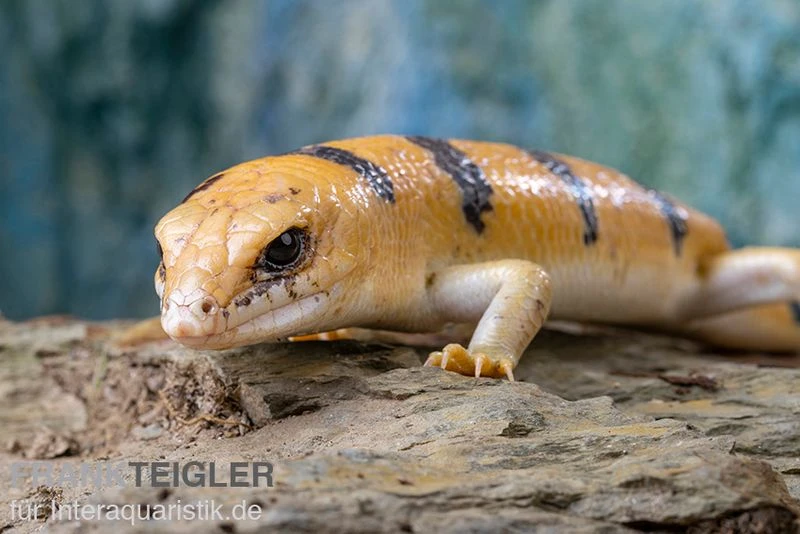Tunesischer Nachtskink, Scincopus Fasciatus 4 Tunesischer Nachtskink, Scincopus Fasciatus – Bild 2