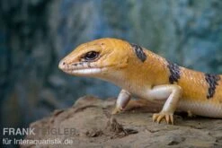 Tunesischer Nachtskink, Scincopus Fasciatus 10 Tunesischer Nachtskink, Scincopus Fasciatus -AQUATLATI Geschaft Tunesischer Nachtskink Scincopus fasciatus 3