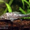 Vampir-Otocinclus, Nannoptopoma Sternoptychum 2 Vampir-Otocinclus, Nannoptopoma Sternoptychum -AQUATLATI Geschaft Vampir Otocinclus Nannoptopoma sternoptych