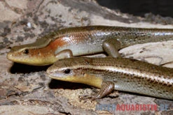 Vielstreifenmabuye, Mabuya Multifasciata 5 Vielstreifenmabuye, Mabuya Multifasciata -AQUATLATI Geschaft Vielstreifenmabuye Mabuya multifasciata 1